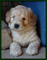 Ivory Talon pups 6 wks old211