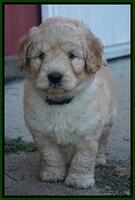 Ivory Talon pups 6 wks old221