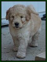 Ivory Talon pups 6 wks old231