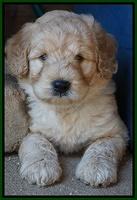 Ivory Talon pups 6 wks old241