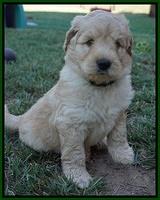 Ivory Talon pups 6 wks old251