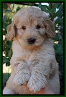 Ivory Talon pups 7 wks old 141