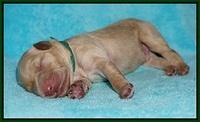 Ivory Talon pups newborn 1 day old 141