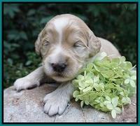 Ivory Talon pups 2 wks old 151