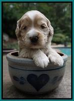 Ivory Talon pups 3 wks old 171