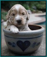 Ivory Talon pups 3 wks old 191