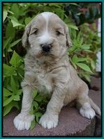 Ivory Talon pups 4 wks old 151