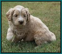 Ivory Talon pups 5 wks old 241