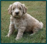 Ivory Talon pups 5 wks old 271