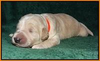 Ivory Talon pups 1 wk old22!