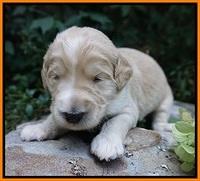 Ivory Talon pups 2 wks old 181