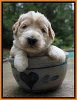 Ivory Talon pups 3 wks old 231