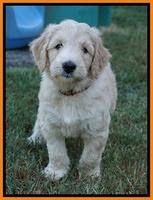 Ivory Talon pups 6 wks old331