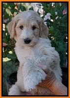 Ivory Talon pups 7 wks old 201