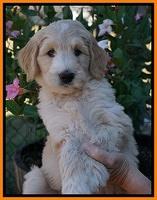 Ivory Talon pups 7 wks old 211