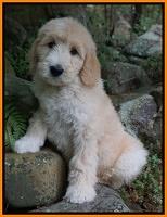 Ivory Talon pups 8 wks old171