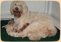Ivory Talon pups newborn 1 day old 21
