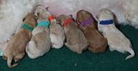 Ivory Talon pups newborn group41