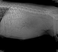 Biscuit Flicker xray preg 2