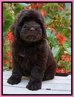 Individual puppy photo gallery