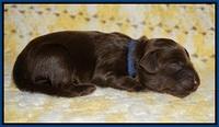 Biscuit Flicker newborn 1 day old 71