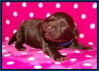 Biscuit Flicker pups 1 wk old 11