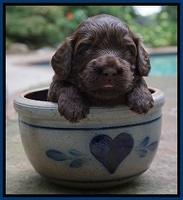 Biscuit Flicker pups 3 wks old 41