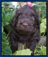 Biscuit Flicker pups 4 weeks old 21