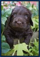 Biscuit Flicker pups 4 weeks old 31