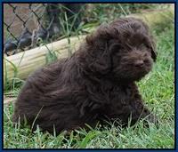 Biscuit Flicker pups 5 wks old 21