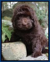 Biscuit Flicker pups 8 weeks old 151