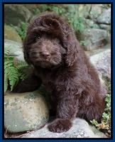 Biscuit Flicker pups 8 weeks old 161