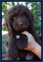 Bosciot Flicker pups 7 wks old 41