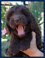 Bosciot Flicker pups 7 wks old 51