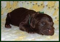 Biscuit Flicker newborn 1 day old 131