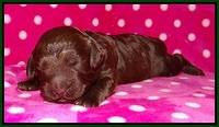 Biscuit Flicker pups 1 wk old 61