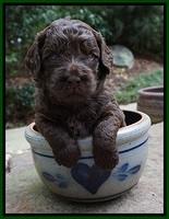 Biscuit Flicker pups 3 wks old 51