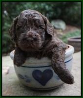 Biscuit Flicker pups 3 wks old 61