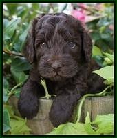 Biscuit Flicker pups 4 weeks old 41