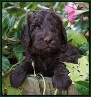 Biscuit Flicker pups 4 weeks old 61