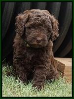 Biscuit Flicker pups 5 wks old 41