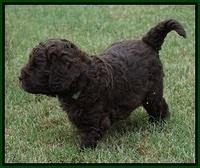 Biscuit Flicker pups 5 wks old 61