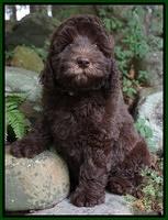 Biscuit Flicker pups 8 weeks old 171