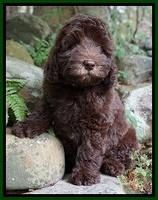 Biscuit Flicker pups 8 weeks old 181