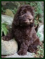 Biscuit Flicker pups 8 weeks old 191