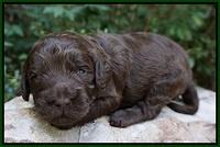 Busciut Flicker pups 2 wks old 71