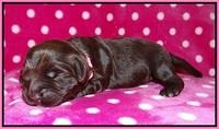 Biscuit Flicker pups 1 wk old 71