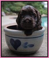 Biscuit Flicker pups 3 wks old 101