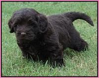 Biscuit Flicker pups 5 wks old 111