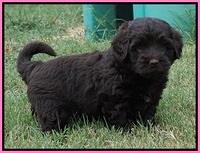 Biscuit Flicker pups 5 wks old 91